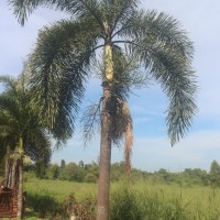Wodyetia bifurcata A.K.Irvine